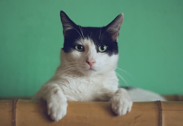 Cute cat
