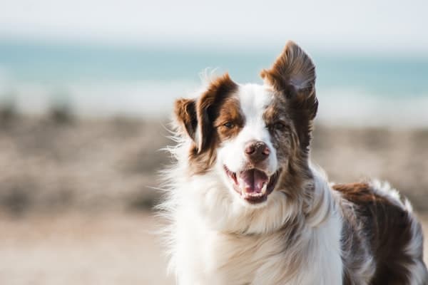 Happy dog - pet product fulfillment